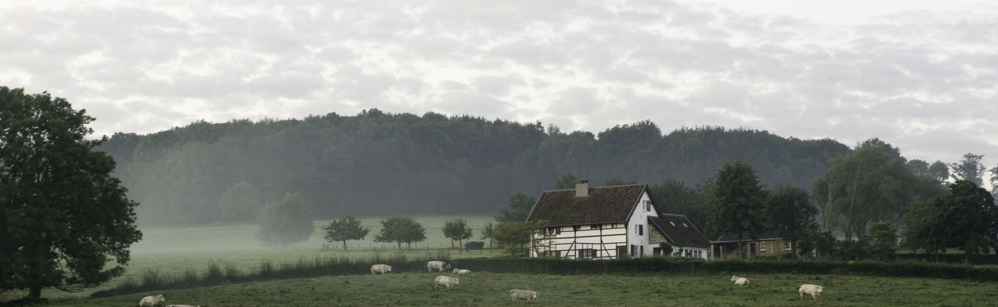 Vakwerkhuis in mistig landschap met schapen in de weide