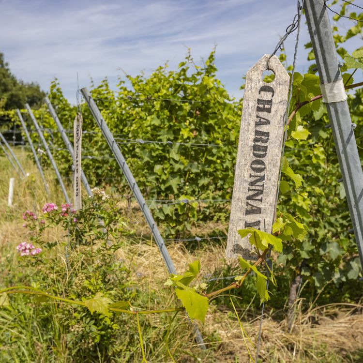Houten bordjes aan de zijkant van de wijngaarden laten zien welke wijn is aangeplant