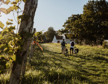 Twee jongemannen lopen met de fiets aan de hand voor een wijngaard langs