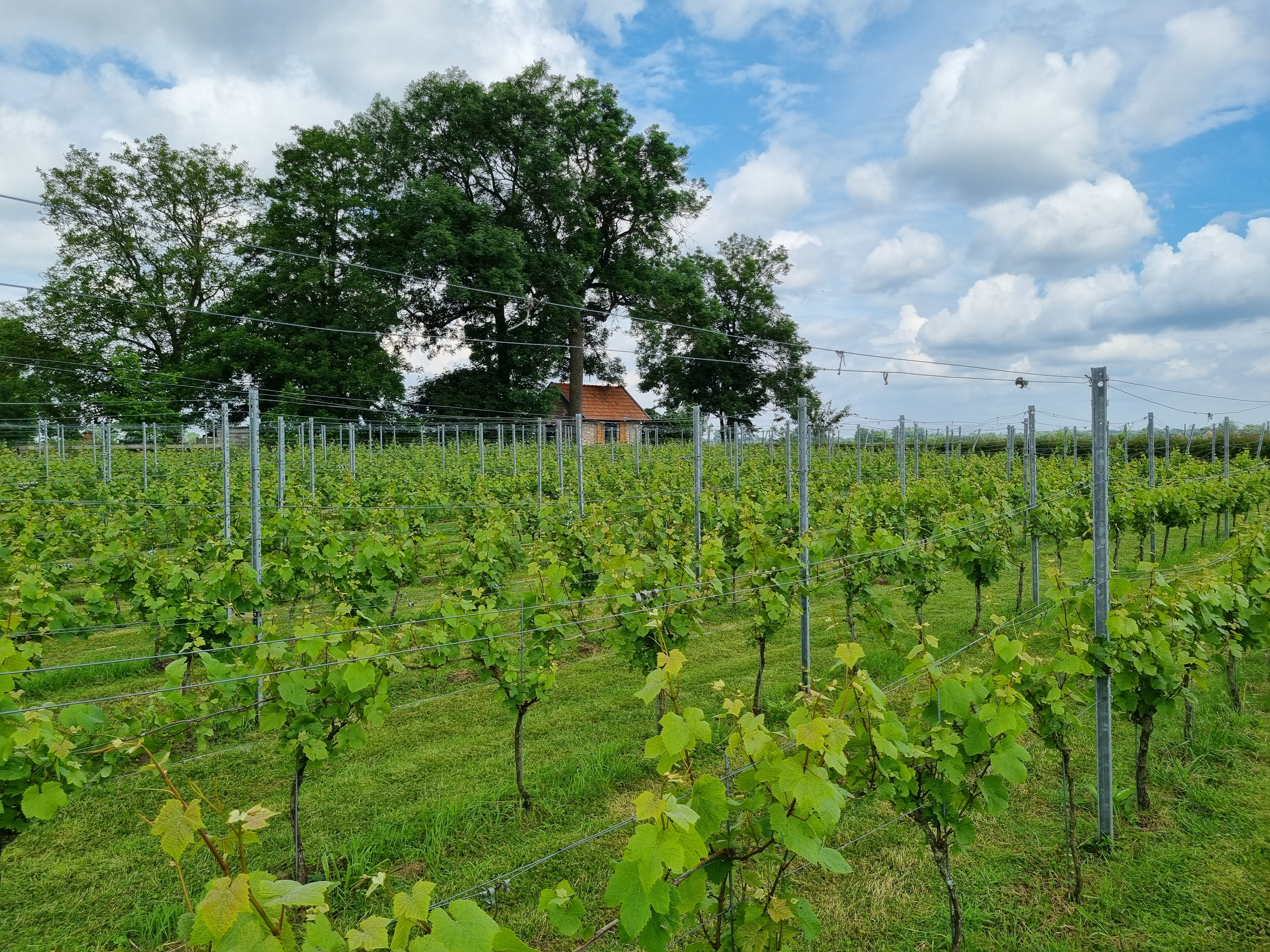 Open dag Wijngoed Weerterhof