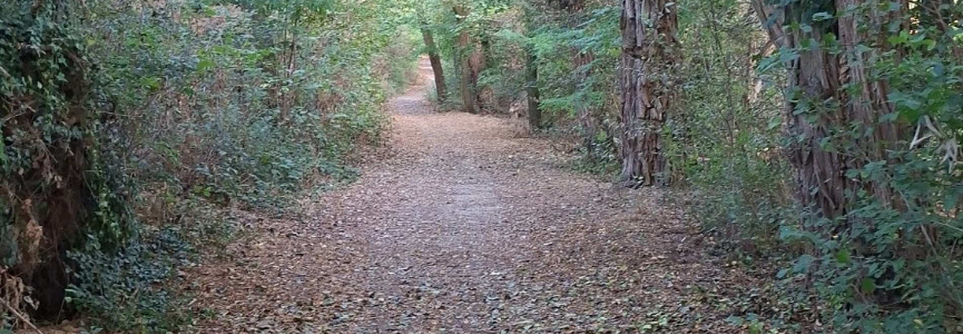 The Last Walk