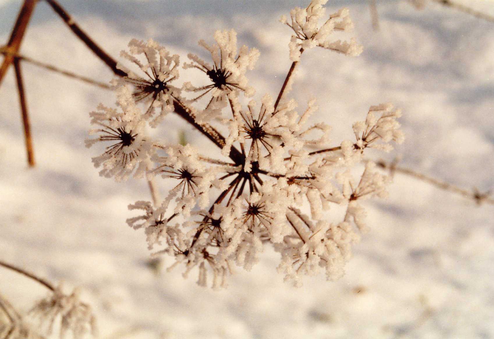 Kribkeswandeling Onderstestraat en Geulhem