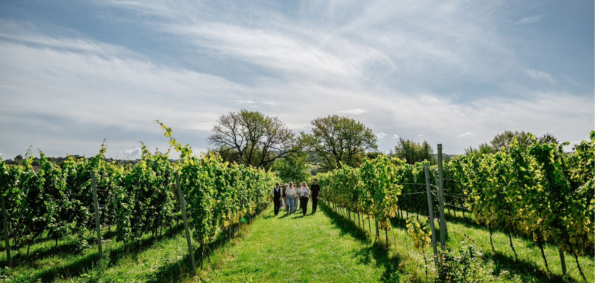 Open Wijngaard Dag Domein Holset