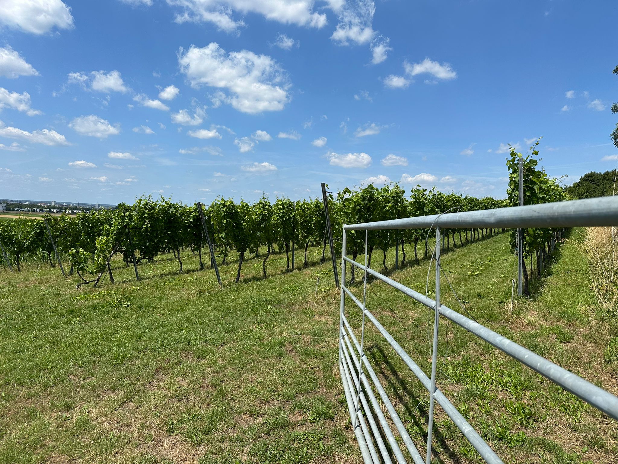 Open dag Wijngaard Domein Vroendael